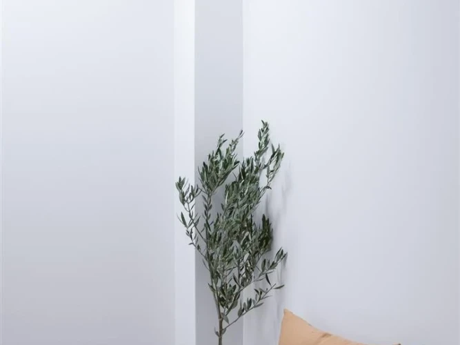 Elia Suite